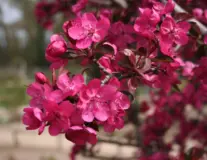 яблоня royalty