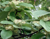 Рябина ария Magnifica