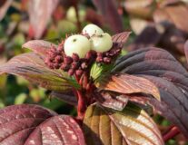 Дерен белый Kesselringii