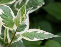 дерен белый Ivory halo