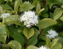 дерен белый Sibirica