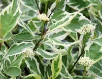 дерен белый elegantissimo