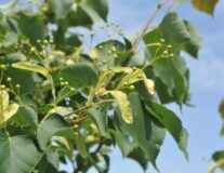 Липа мелколистная Greenspire