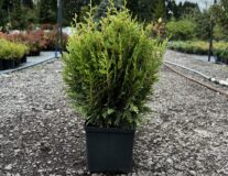Туя складчатая Little Boy