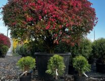 бересклет крылатый