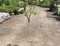 азалия Mowe на штамбе