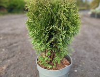 Туя западная `Литтл Джент` `Little Giant`