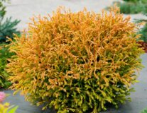 Туя западная ‘Golden Tuffet‘
