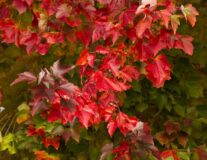 Клен красный ‘Red Sunset‘