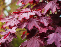 Клен остролистный Royal Red