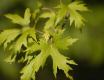 Клен сахаристый