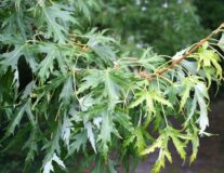 Клен сахаристый Laciniatum Vieri