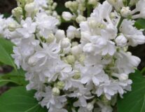 Сирень обыкновенная Miss Ellen Willmott