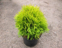 Туя западная mirjiam