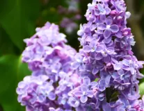 Сирень обыкновенная 'President Grevy'