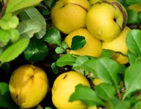 айва японская