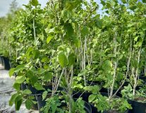 Боярышник мягковатый