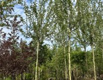 Боярышник `Пауль Скарлетт``Paul's Scarlett`