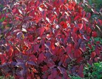 Дерен белый `Кессельринги``Kesselringii`