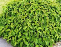 Дерен отпрысковый `Флавирамеа``Flaviramea`