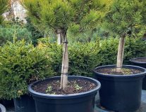 Сосна горная `Карстенс Винтерголд``Carsten's Wintergold`