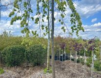 Вяз шершавый `Кампердоуни``Camperdownii`