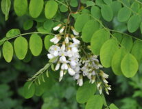 робиния лжеакация