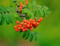 рябина обыкновенная