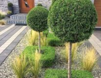 Растения на штамбе