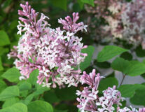 Сирень Колбис Вишинг Стар (Colby's Wishing Star)