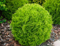Туя западная Литл Гиант (Thuja occidentalis Little Giant)