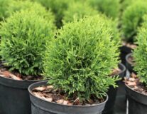 Туя западная Tiny Tim C3