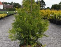 Туя западная Salland