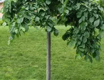 вяз шершавый