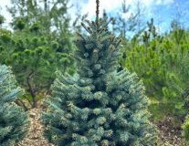 Ель колючая голубая `Super Blue Seedling` WRB ком
