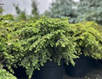 Тсуга канадская `Грин Глоб``Green Globe`