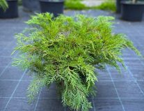 Микробиота перекрестнопарная