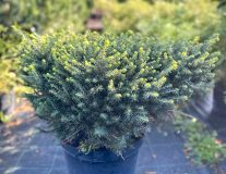 Ель сербская `Карэл``Karel`