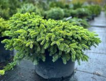 Ель колючая `Sonya` контейнер