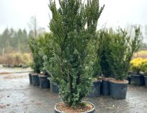 Тис средний `Хиллии` `Hillii`