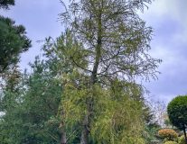 Лиственница европейская