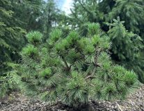 Сосна черная `Хорнибрукиана` `Hornibrookiana`