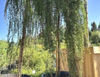 Лиственница Кемпфера `Стифф Випер``Stiff Weeper` - ST160, C45