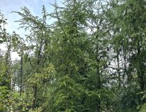 Лиственница Кемпфера