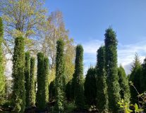 Туя западная `Смарагд` `Smaragd` ТОСКАНА