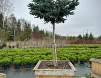 Ель колючая `Белобок` `Bialobok`