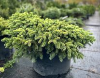 Ель колючая `Соня``Sonya`