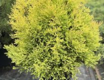 Туя западная `Рейнголд` `Rheingold`