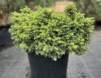 Ель обыкновенная `Литтл Джем``Little Gem`