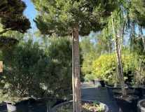 Сосна горная `Офир``Ophir`